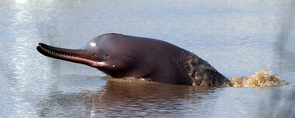 The endangered Indus River Dolphin is making an extraordinary comeback!