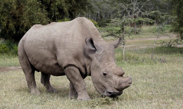 The demise of the last male Northern White Rhino