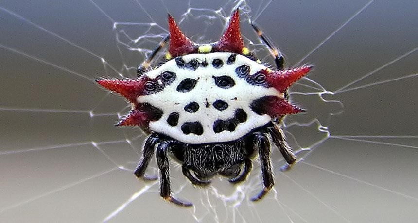 Image result for spiny orb weaver spider